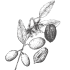 Jojoba õli
