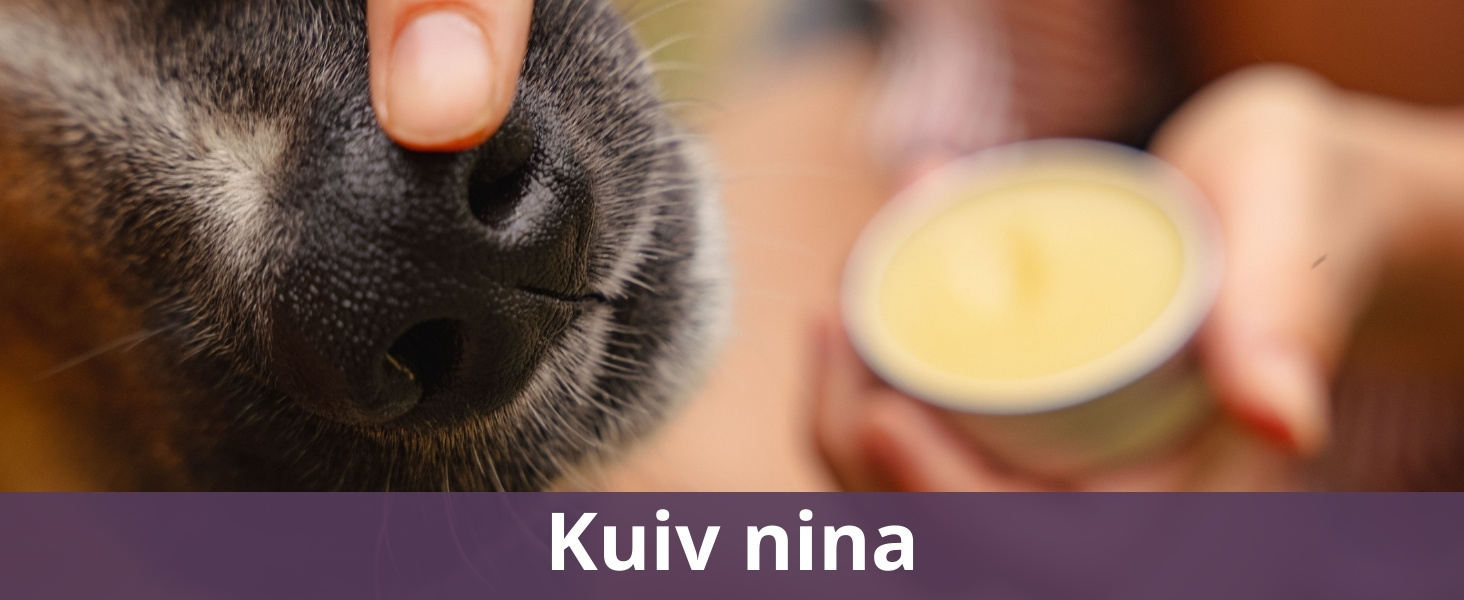 Kuiv nina