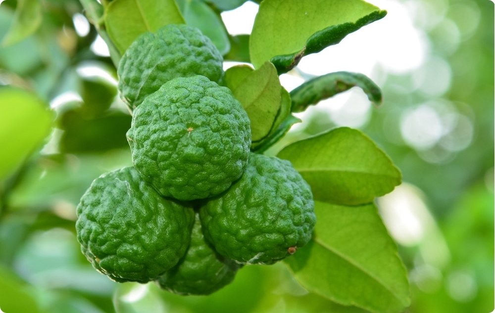 Mille vastu aitab Bergamot Eeterlik õli?