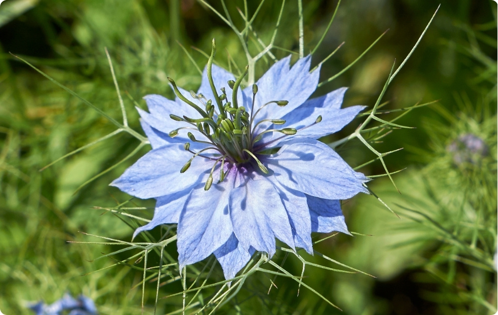 Mille vastu aitab Mustköömne Kandjaõli?