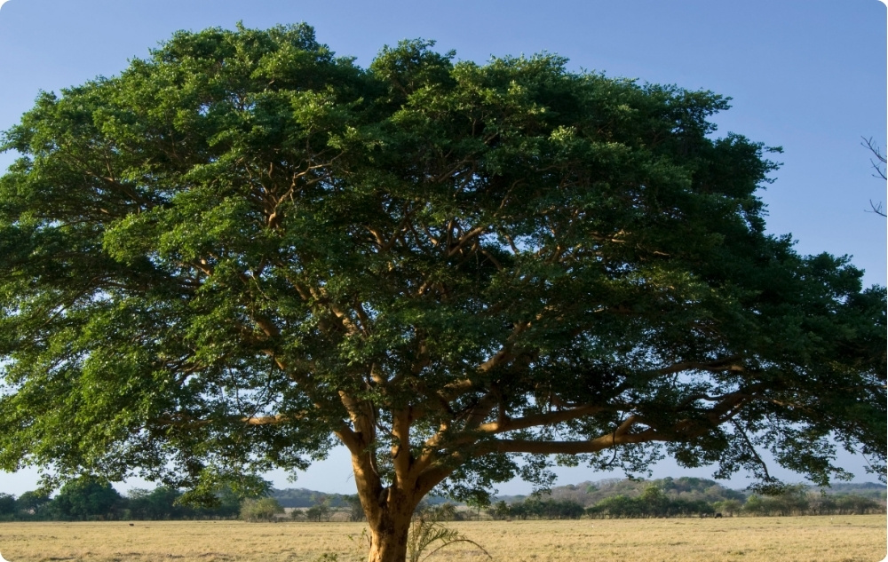 Mille puhul aitab Copaiba Eeterlik õli?