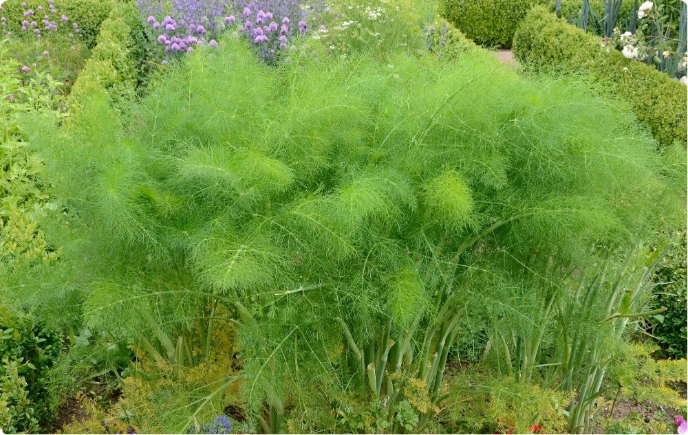 Mille vastu aitab Till Eeterlik õli?