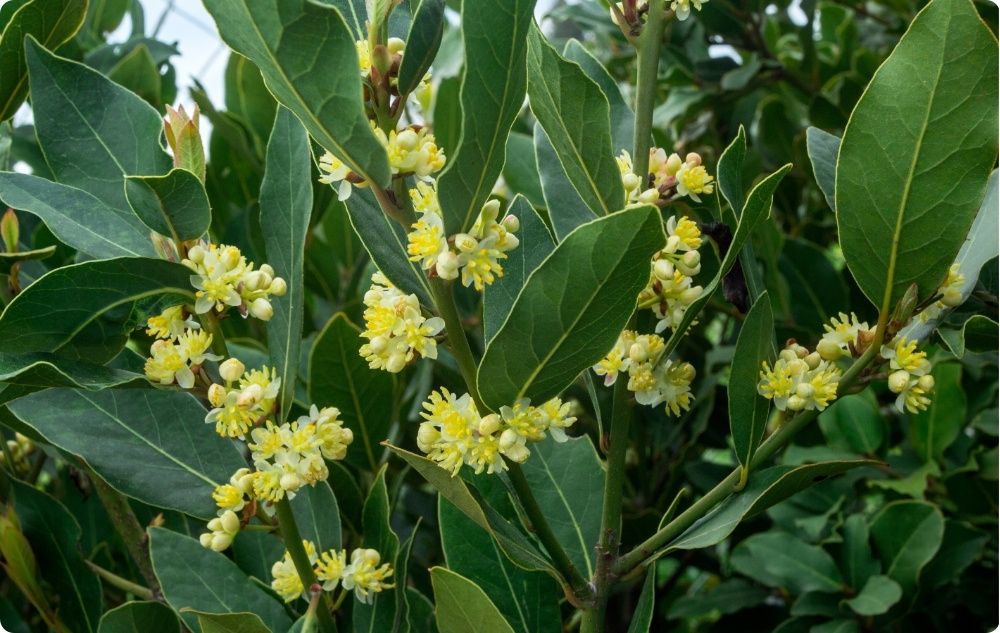 Mille vastu aitab Loorberilehe Eeterlik õli?