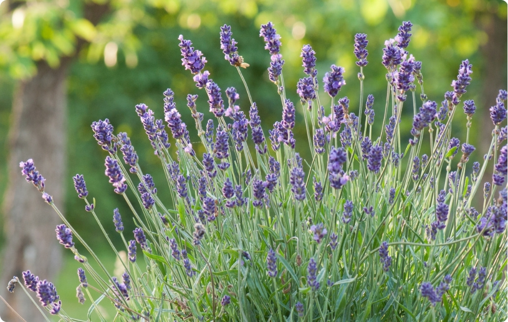 Mille vastu aitab Lavendel Eeterlik õli?