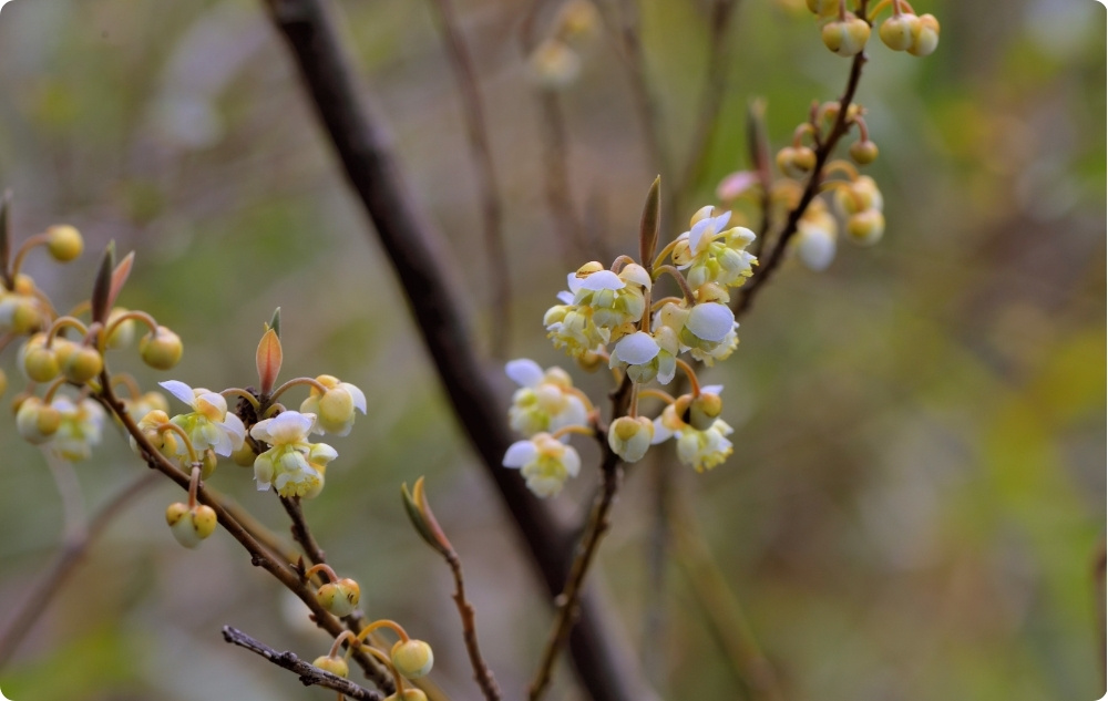 Mille puhul aitab Litsea Cubeba Eeterlik õli?