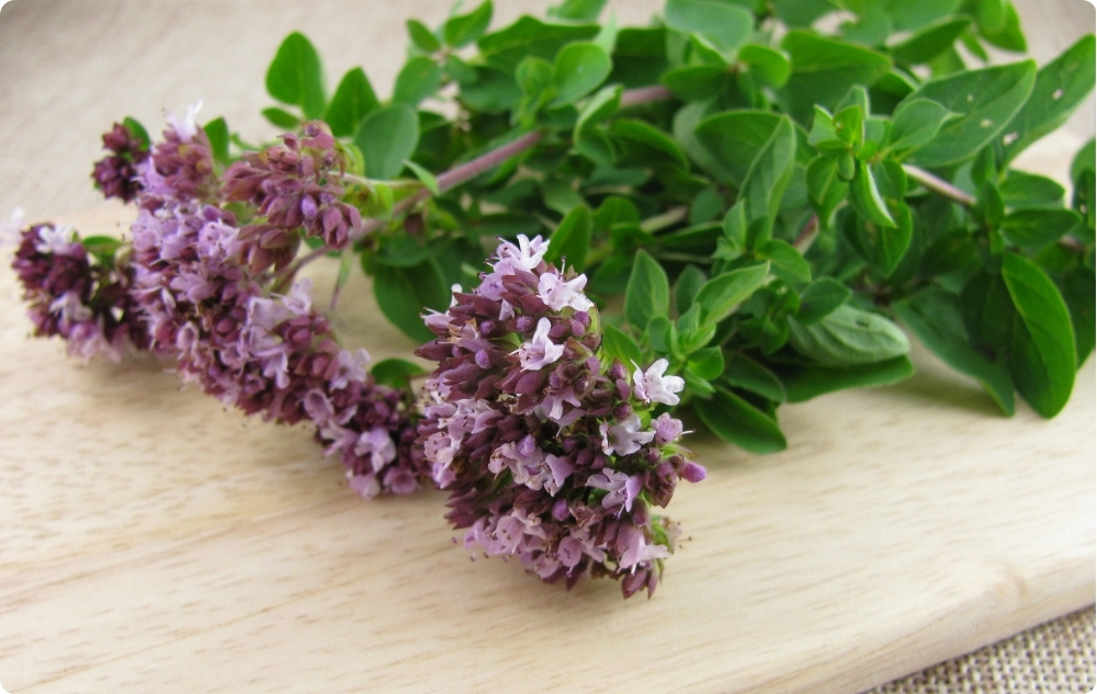 Mille vastu aitab Oregano Eeterlik õli?