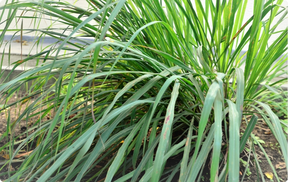 Mille vastu Palmarosa Eeterlik õli aitab?