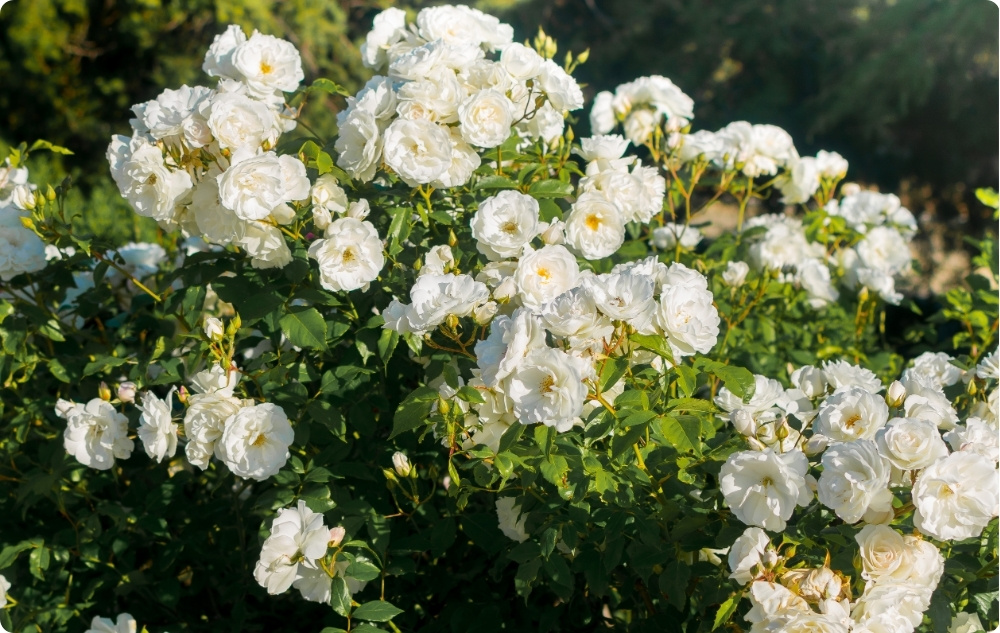 Mille vastu aitab Rosa Alba lillevesi?