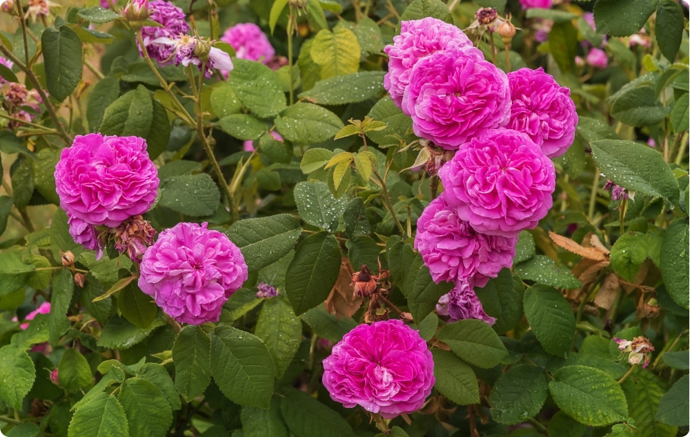 Mille vastu Rosa Damascena lillevesi aitab?