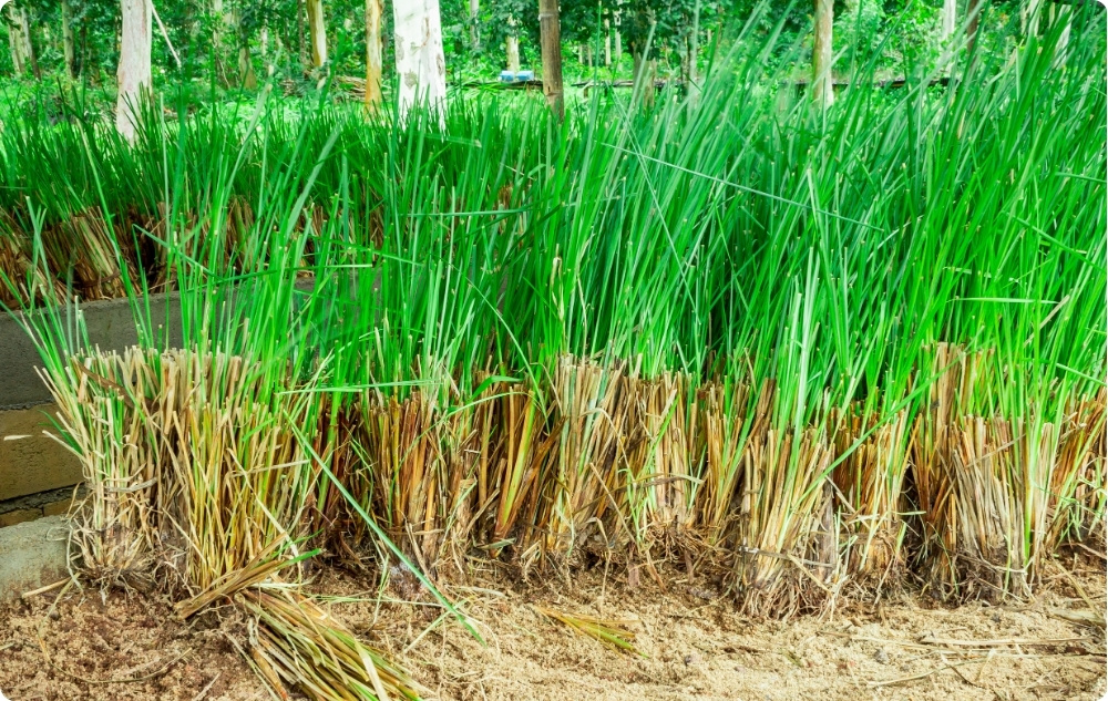 Mille puhul Vetiver Eeterlik õli aitab?