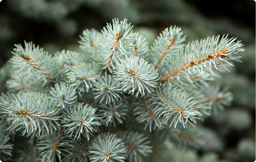 Mille vastu aitab Valge Nulg Eeterlik õli?