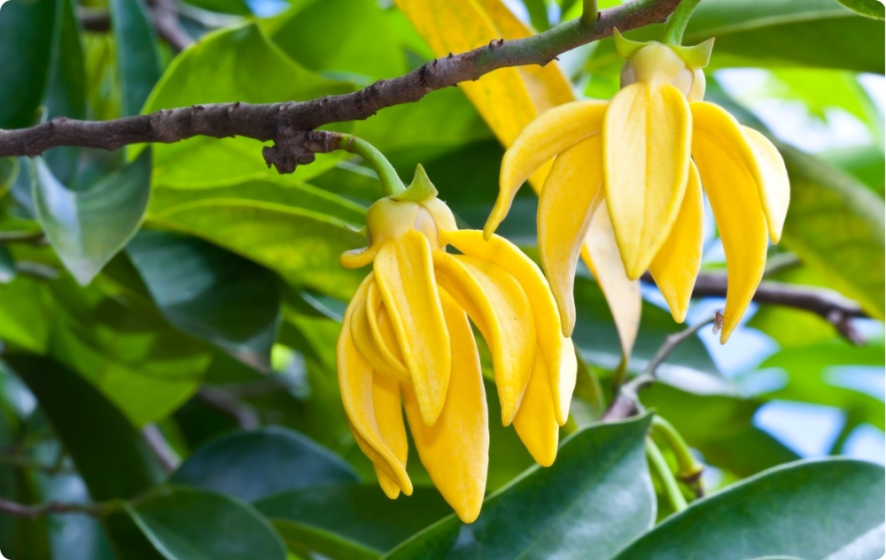 Mille vastu aitab Ylang-ylang Eeterlik õli?