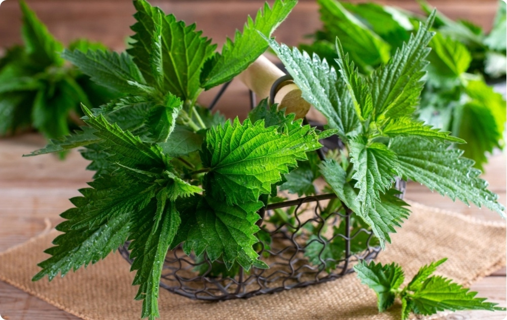 Liigesesalv Comfreyga ja Nõges - 40ml