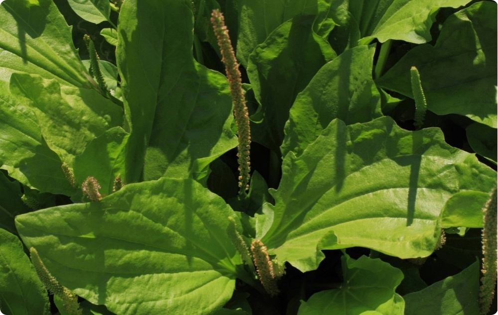 Sügeluse Salv koos Tsinkoksiidi - 40ml